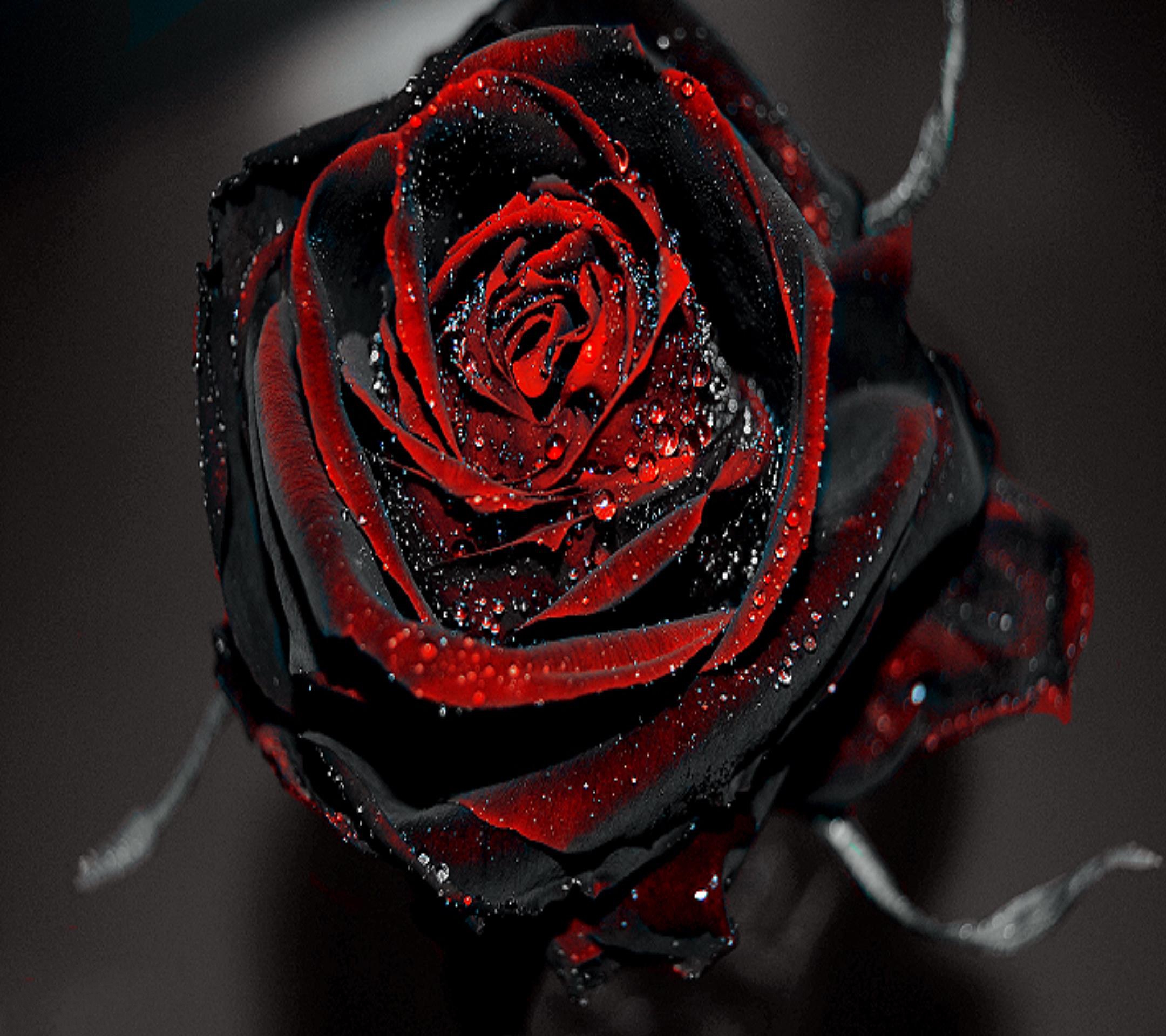 Черно красные цветы